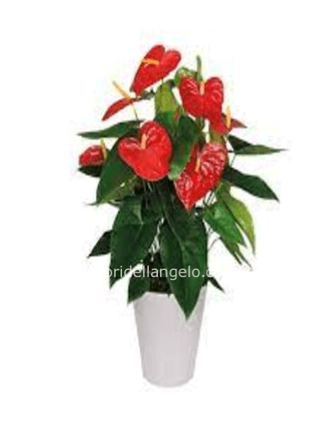 Pianta di anthurium