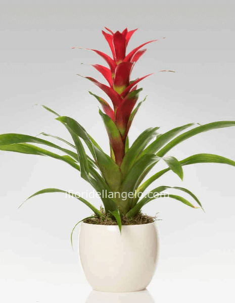 Pianta di guzmania senza vaso
