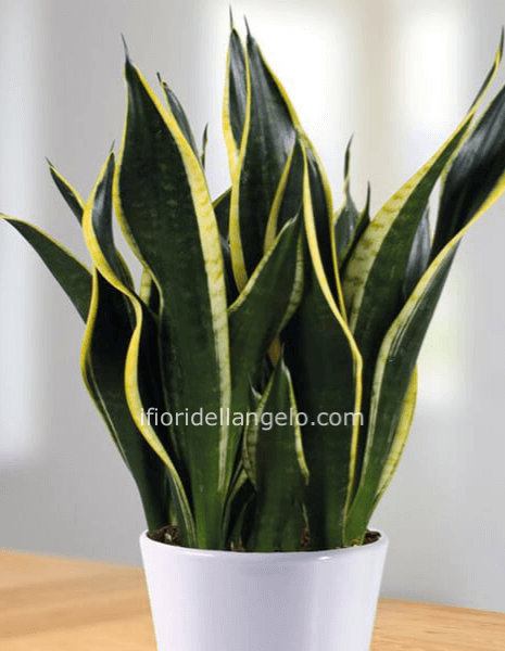 Pianta di sansevieria con vaso h 45