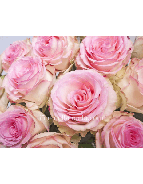 Rose rosa a steli, prima scelta, lunghezza 50 cm