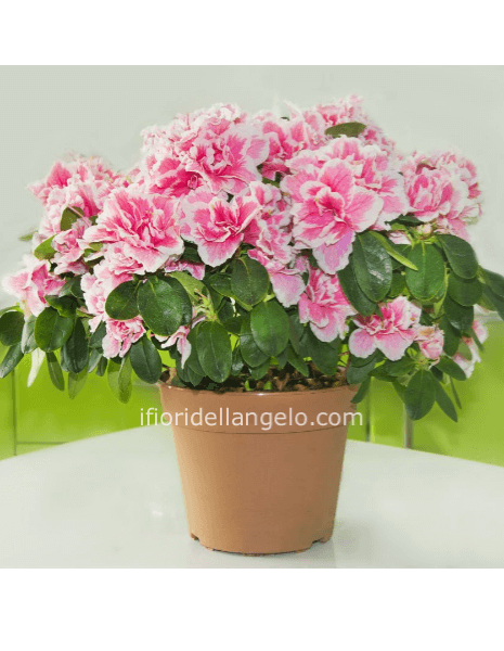Azalea -piccola