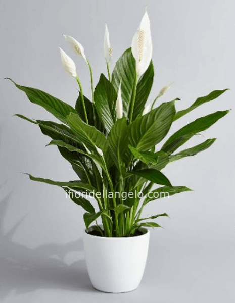 PIANTA DI SPATIPHILLUM