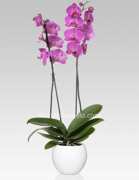Pianta di Phaleonopsis a due steli senza vaso