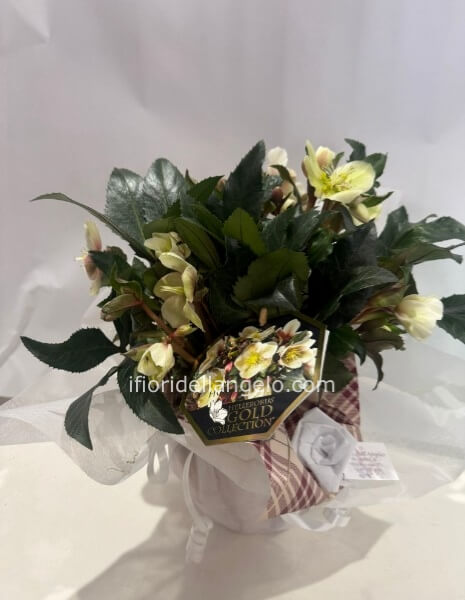 PIANTA HELLEBORO vaso diam 12 cm